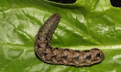 Lepidoptera