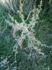 Xanthium catharticum