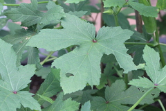 Abelmoschus esculentus