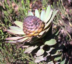 Leucadendron elimense elimense