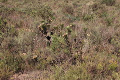 Leucadendron elimense elimense