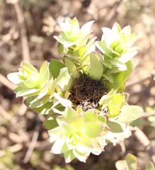 Leucadendron elimense elimense