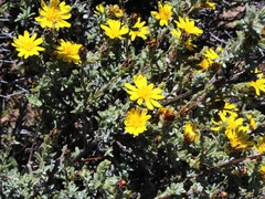 Oedera spinescens