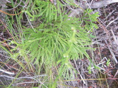 Lycopodium zanclophyllum