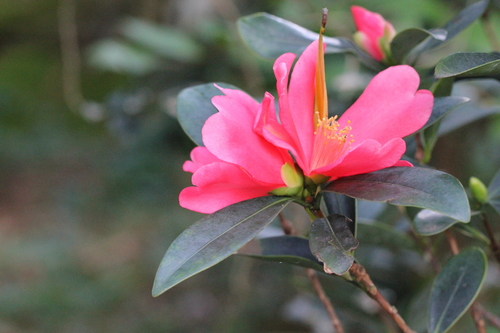 Camellia azalea (Camellia azalea)