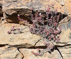 Crassula rupestris rupestris