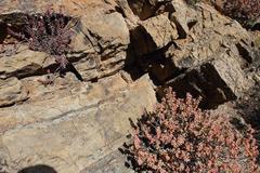 Crassula rupestris rupestris