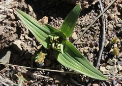 Colchicum cuspidatum