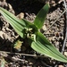 Colchicum cuspidatum - Photo (c) Tony Rebelo, algunos derechos reservados (CC BY-SA), subido por Tony Rebelo