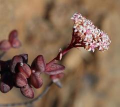 Crassula rupestris rupestris