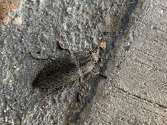 Dicerca hornii