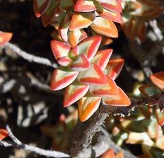 Crassula rupestris rupestris