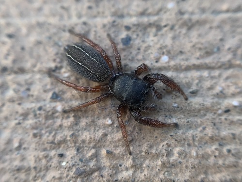 Ribbon Jumping Spider photo 4