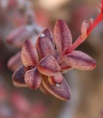 Crassula rupestris rupestris