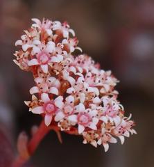 Crassula rupestris rupestris