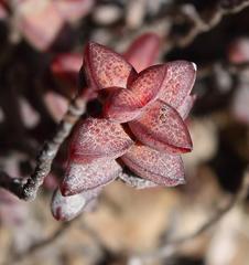 Crassula rupestris rupestris