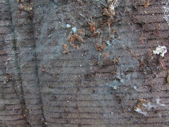 Byssocorticium pulchrum