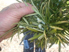 Podocarpus parlatorei