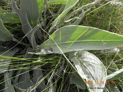 Helichrysum acutatum