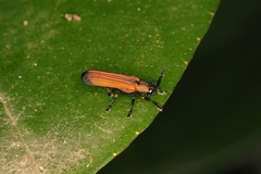 Chalepus flaveolus