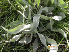 Helichrysum acutatum