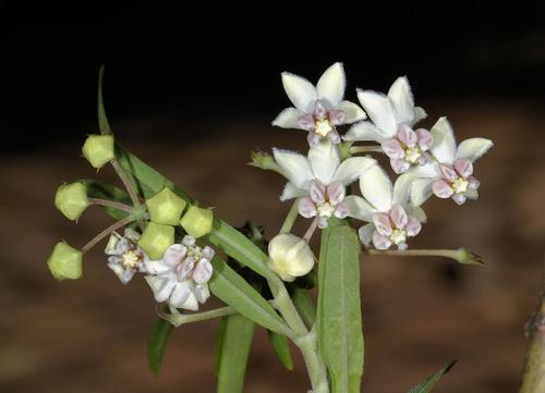 Gomphocarpus physocarpus