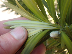 Podocarpus parlatorei