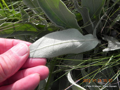 Helichrysum acutatum
