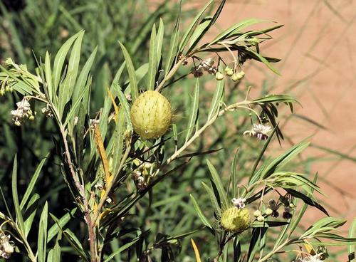 Gomphocarpus physocarpus