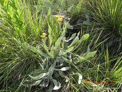 Helichrysum acutatum