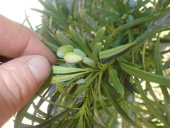 Podocarpus parlatorei