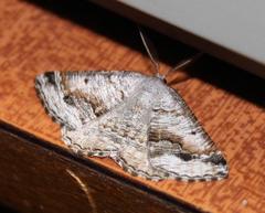 Drepanogynis insolens