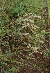 Atraphaxis frutescens