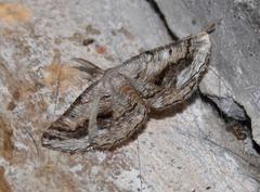 Drepanogynis insolens