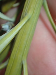 Podocarpus parlatorei