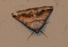 Drepanogynis insolens