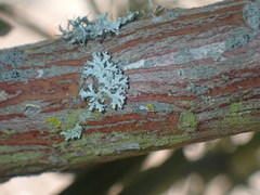 Podocarpus parlatorei