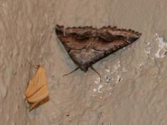 Drepanogynis insolens