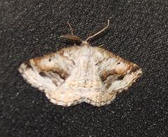 Drepanogynis insolens