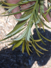 Podocarpus parlatorei