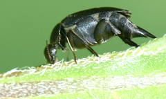 Mordella quadripunctata
