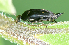 Mordella quadripunctata