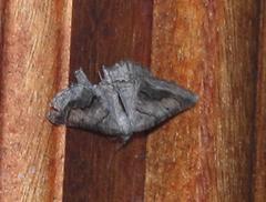 Drepanogynis insolens