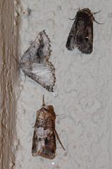 Drepanogynis insolens