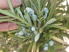 Podocarpus parlatorei