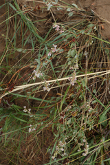 Atraphaxis frutescens