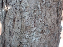 Podocarpus parlatorei