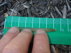 Podocarpus parlatorei