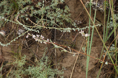 Atraphaxis frutescens