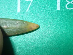 Podocarpus parlatorei